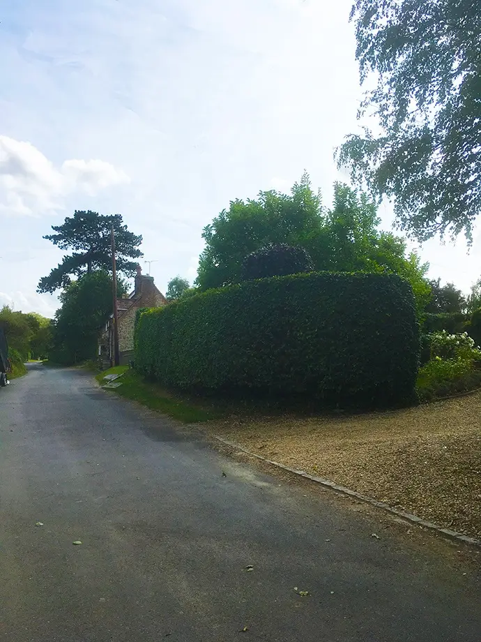 Overgrown Leylandii BEFORE