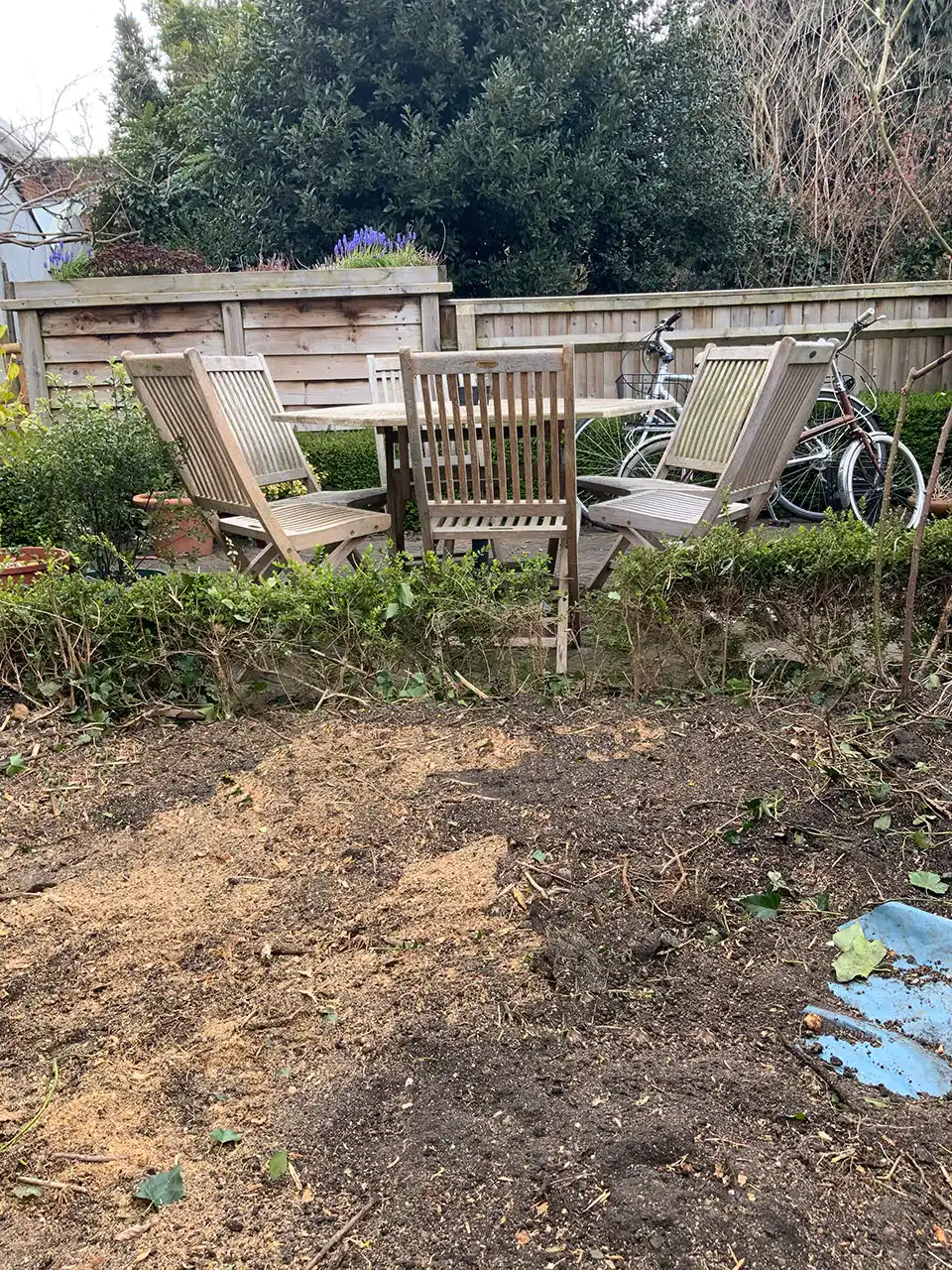 Overgrown Leylandii BEFORE