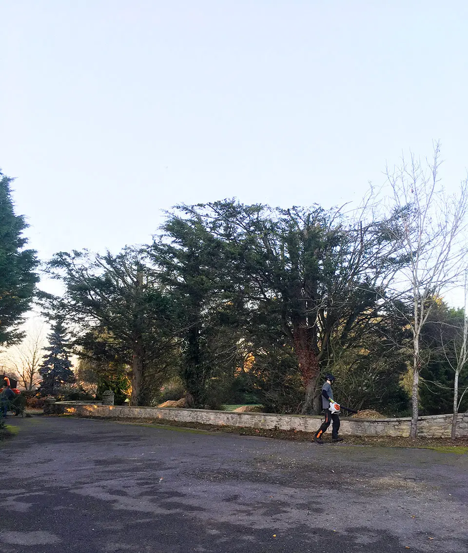Overgrown Leylandii BEFORE