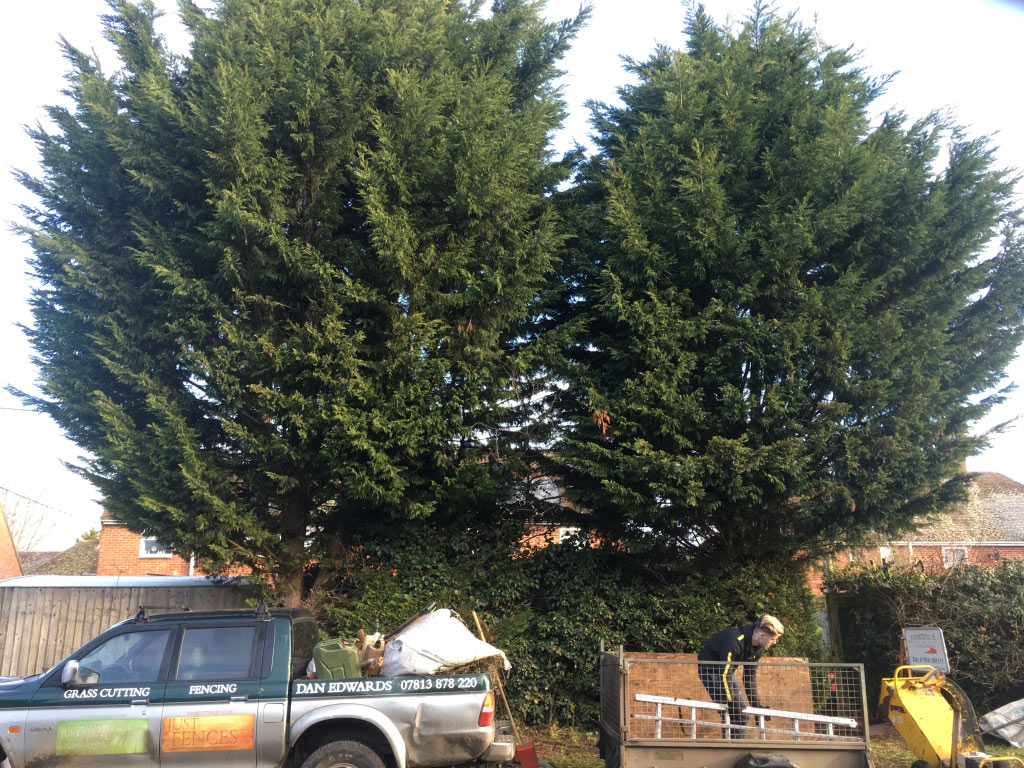 Tree Surgery