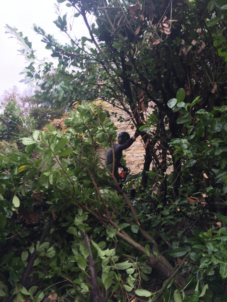 Tree Cutting