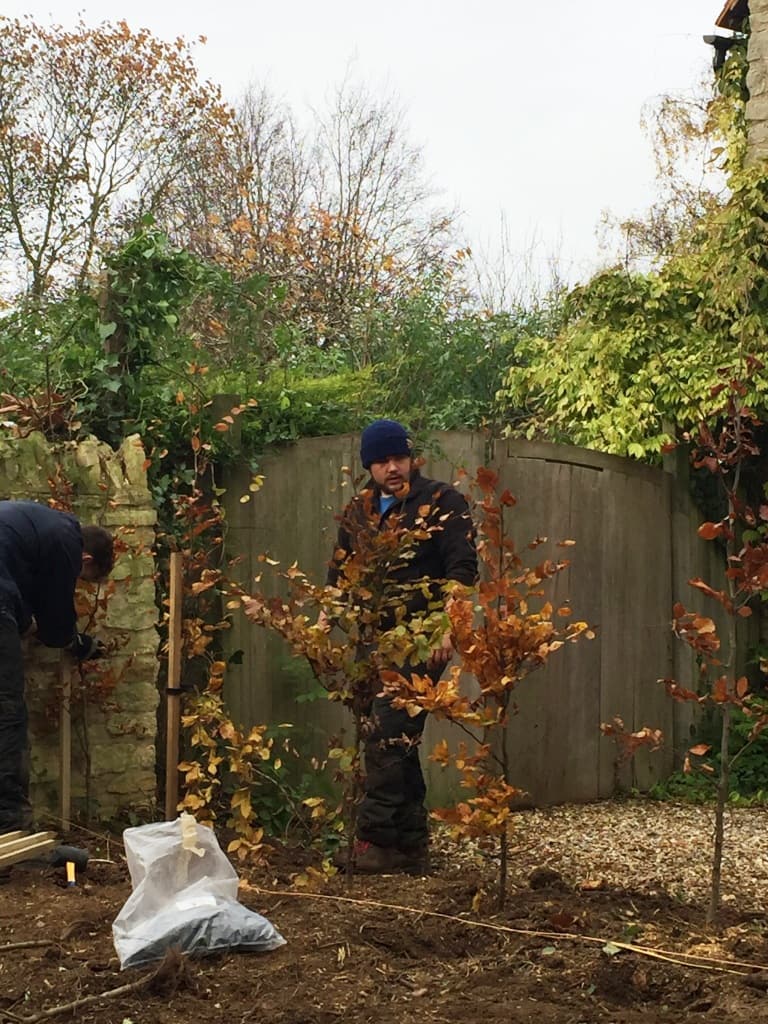 Tree Cutting