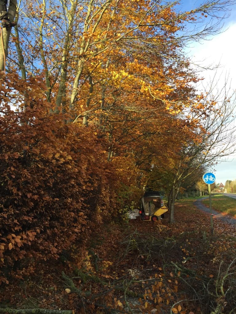 Tree Cutting