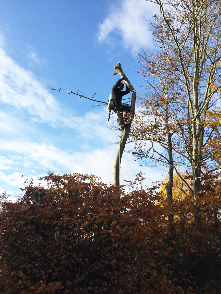 Tree Cutting