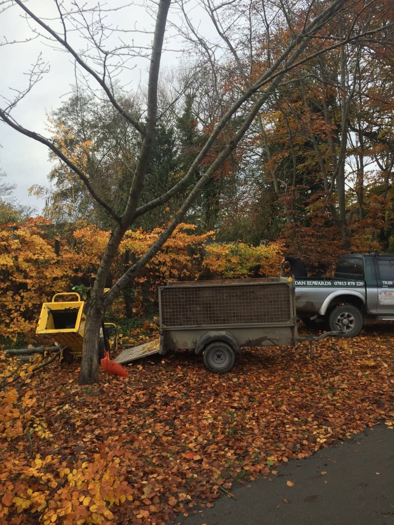 Tree Cutting