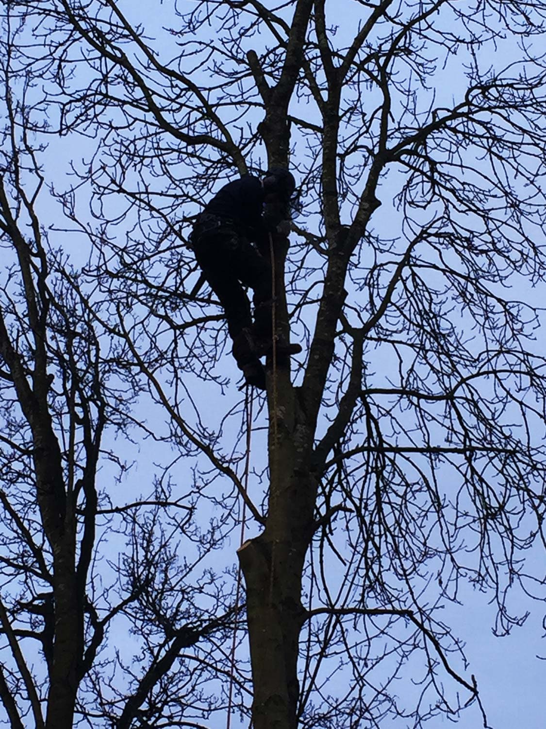 Tree Cutting