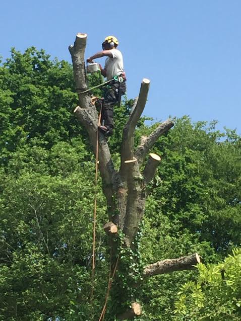 Tree Surgery in Witney in Oxfordshire
