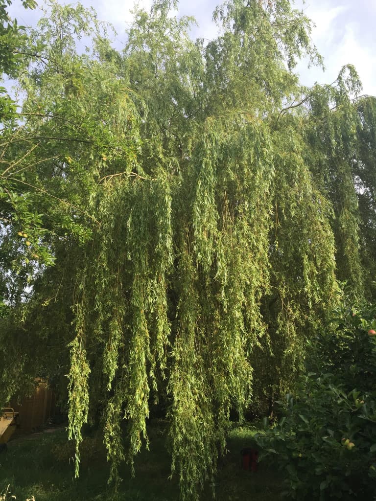 Tree Surgery on a Willow in Oxford